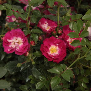 Fioletowo-różowy - róże okrywowe